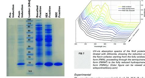 Protein analysis SDS PAGE .